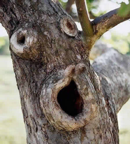 Unbelievable most strange trees in the World